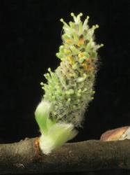 Salix aegyptiaca × S. caprea. Catkin with both male and female flowers.
 Image: D. Glenny © Landcare Research 2020 CC BY 4.0